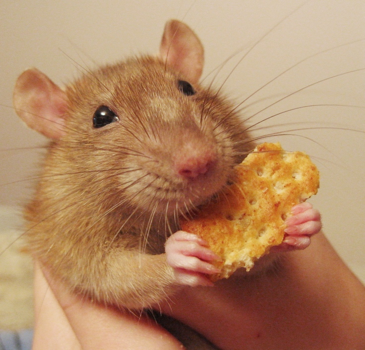 cinnamon.jpg